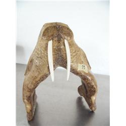 Walrus jaw walrus with ivory tusks- 8-1/2" high by Slwooko ()