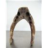 Image 4 : Walrus jaw walrus with ivory tusks- 8-1/2" high by Slwooko ()