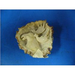 CHOICE on 6 elk antler butt belt buckles: moose ()