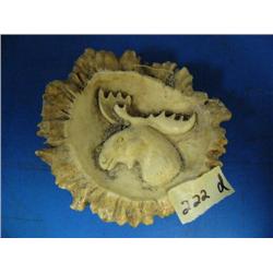 CHOICE on 6 elk antler butt belt buckles: moose ()