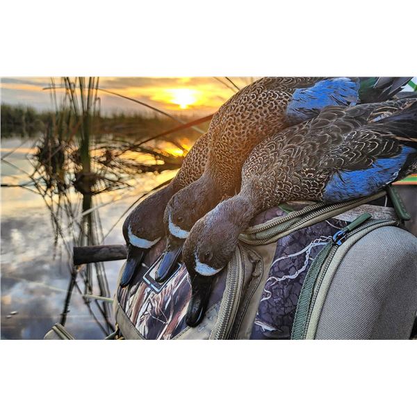 3-Day Florida Whistling Ducks & Hogs Hunt for Two!