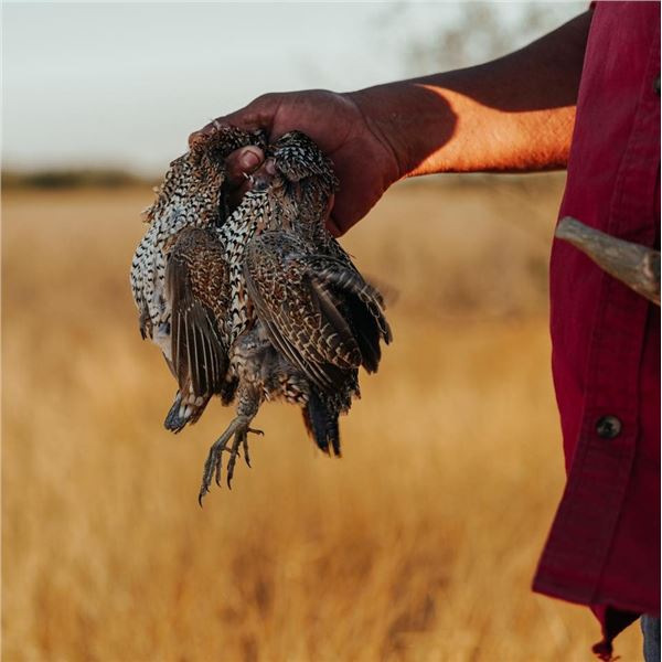 3- Day -Finest Wingshooting Lodge in Mexico for Two -Ducks-Geese-Doves-Quail! - HOSTED by THE UWC