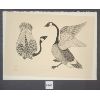 Image 1 : "CANADA GEESE MATING" BY KANANGINAK POOTOOGOOK - LITHOGRAPH - DORSET 1976