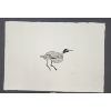 Image 1 : "BIRD" BY OTTOSHIE ASHOONA - ETCHING - DORSET 1962