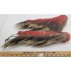 Image 2 : LOT OF 2 - PORCUPINE HAIR ROACHES