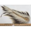Image 1 : PORCUPINE HAIR ROACH