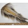 Image 2 : PORCUPINE HAIR ROACH