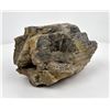 Image 1 : Large Petrified Wood Specimen