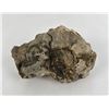 Image 2 : Fossil Ammonite