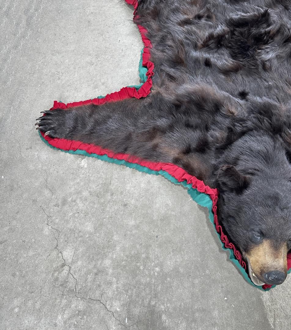 Large Montana Taxidermy Black Bear Rug