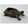 Image 2 : Victorian Taxidermy Turtle Ashtray