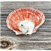 Image 2 : Polished Spiny Oyster Shell