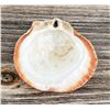 Image 3 : Polished Spiny Oyster Shell