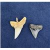 Image 2 : Fossil Shark Teeth