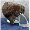 Image 1 : Fossil Mammuthus primigenius Wooly Mammoth Tooth