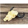 Image 1 : Bob Scriver Buffalo Skull Plaster Model