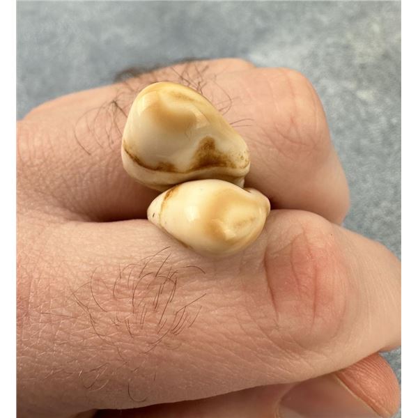 Montana Bull Elk Teeth