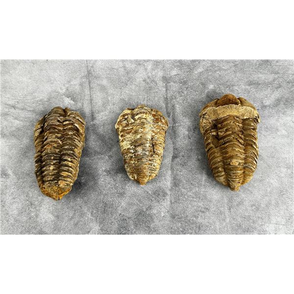 Moroccan Flexicalymene Trilobite Fossils