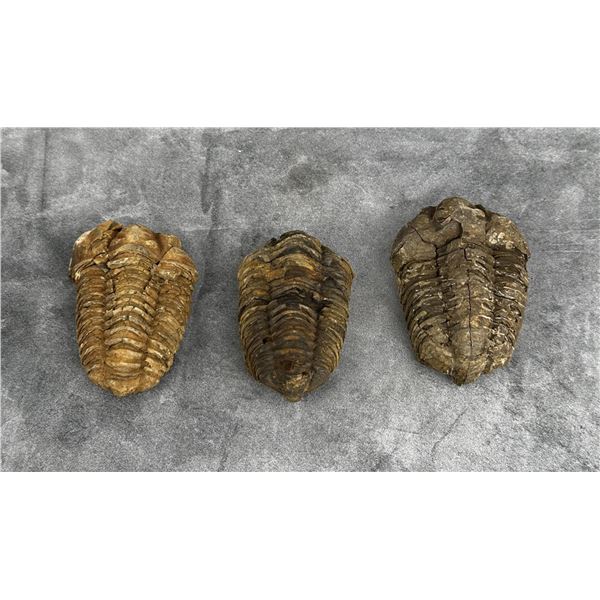 Moroccan Flexicalymene Trilobite Fossils