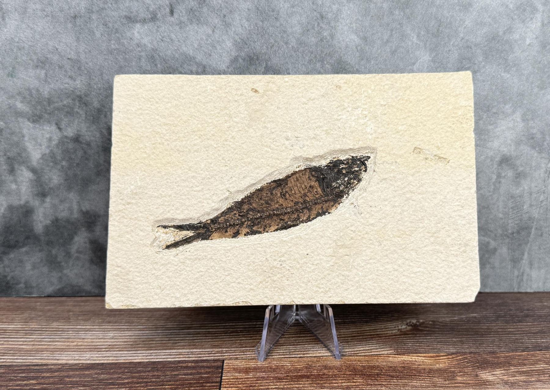 Knightia eocaena Green River Fish Fossil