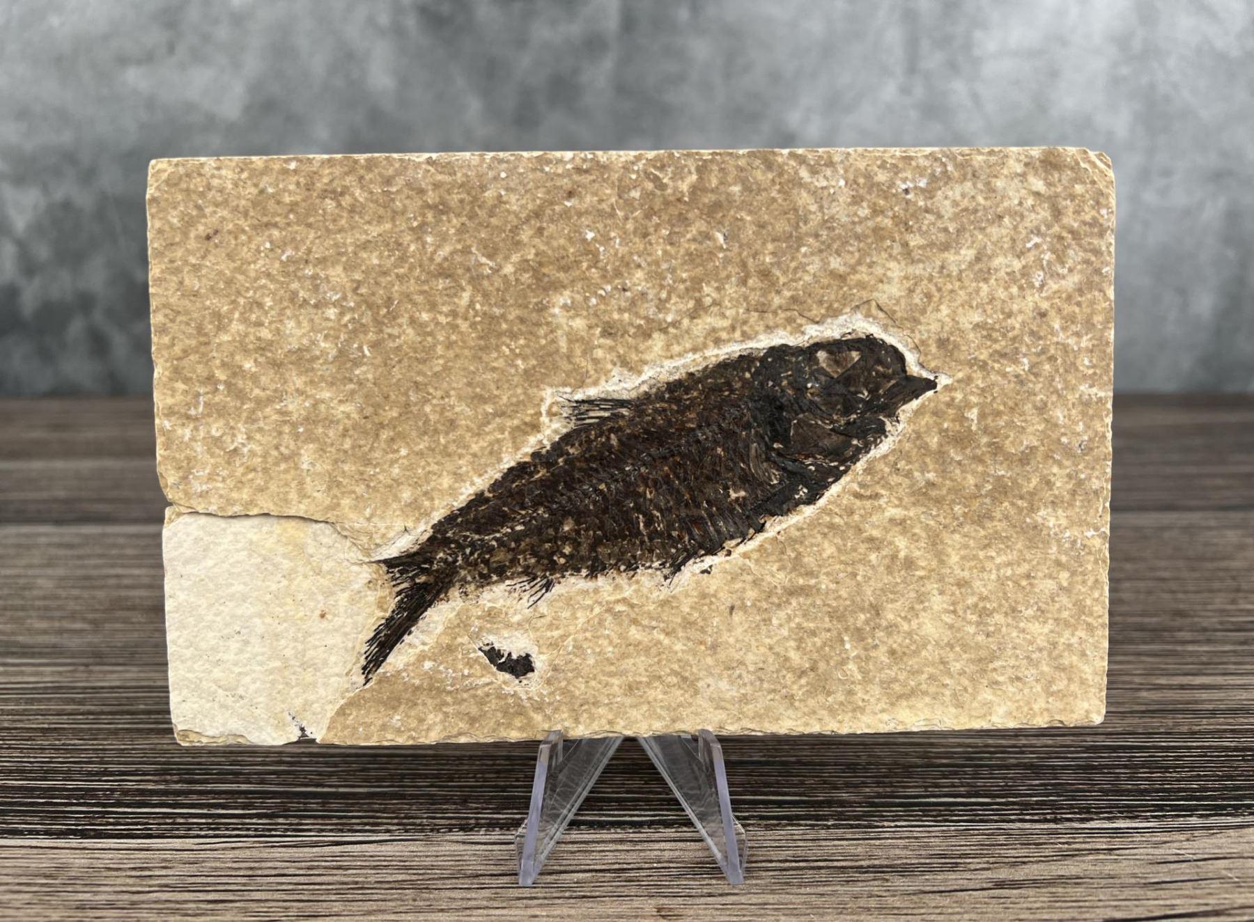 Knightia eocaena Green River Fish Fossil