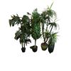 Image 1 : Group of 4 artificial plants