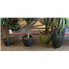 Image 3 : Group of 4 artificial plants