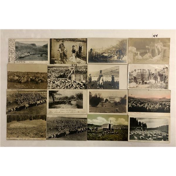 Animals- Sheep 35 Postcards