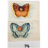 Image 2 : Fantasy Butterfly Face 4 Postcards