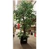Image 1 : Artificial Tree 57'' Tall