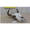 Image 1 : Buffalo Skull 19"L x 18" Wide Spread