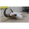 Image 2 : Buffalo Skull 19"L x 18" Wide Spread