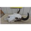 Image 3 : Buffalo Skull 19"L x 18" Wide Spread