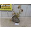 Image 1 : (Empty) Wasps Nest Approx. 1' High