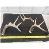 Image 2 : 3 Deer Horns/Antlers/Sheds