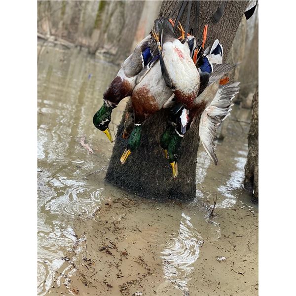 2025/2026 - 4 DAY/4 NIGHT ARKANSAS TIMBER DUCK HUNT FOR ONE HUNTER (MUST BRING PAYING HUNTER)