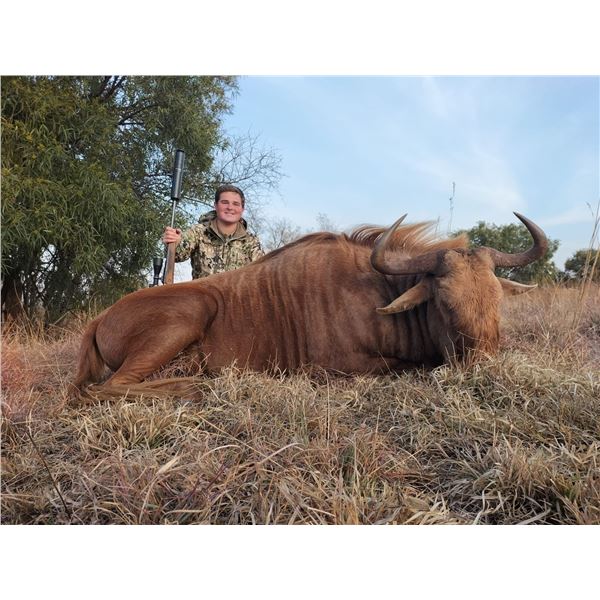 2024/2025 - 6 DAY/7 NIGHT SAFARI IN NW PROVINCE OF S AFRICA FOR TWO HUNTERS FOR GOLDEN WILDEBEEST & 