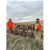 Image 6 : 2024/2025 S DAKOTA UPLAND PHEASANT HUNT FOR 1 HUNTER (MUST BRING PAYING HUNTER)
