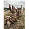 Image 7 : 2024/2025 S DAKOTA UPLAND PHEASANT HUNT FOR 1 HUNTER (MUST BRING PAYING HUNTER)