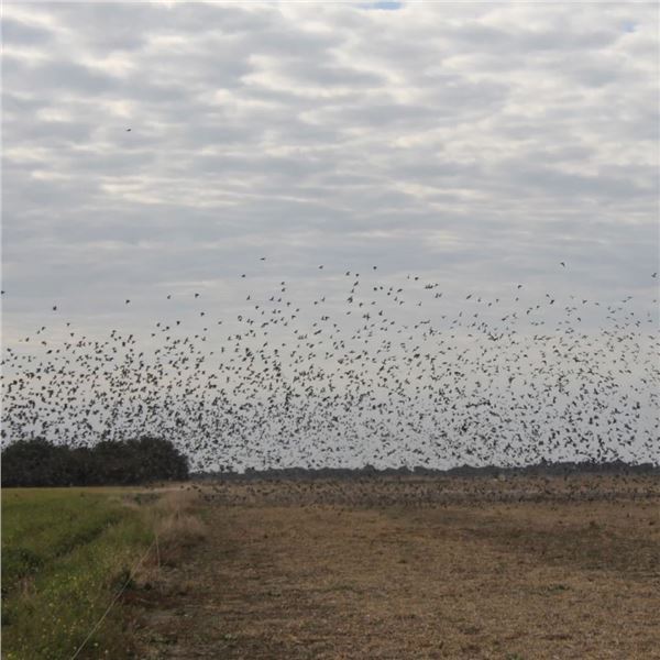 4 DAY ARGENTINA HUNT/FISH FOR 3 HUNTERS/ANGLERS - DOVE, PIGEON AND FISHING 2024/2025