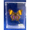 Image 1 : Pinned Butterfly