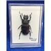 Image 1 : Pinned Beetle