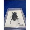 Image 2 : Pinned Beetle