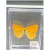 Image 1 : Pinned Butterfly