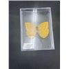 Image 2 : Pinned Butterfly