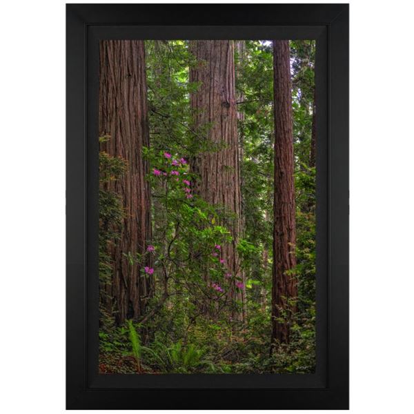 Jongas "Redwoods" Limited Edition Giclee on Canvas