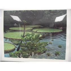 "Amazon Backwater" by Richard Salon 1992   24" x 30 3/4" IS (22)