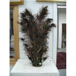 Peacock Tail Feathers (114)