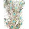 Image 2 : Peacock Tail Feathers (114)