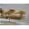 Image 3 : 9" fossilized walrus ivory imported from Indonesian of 15 carved fish (114)